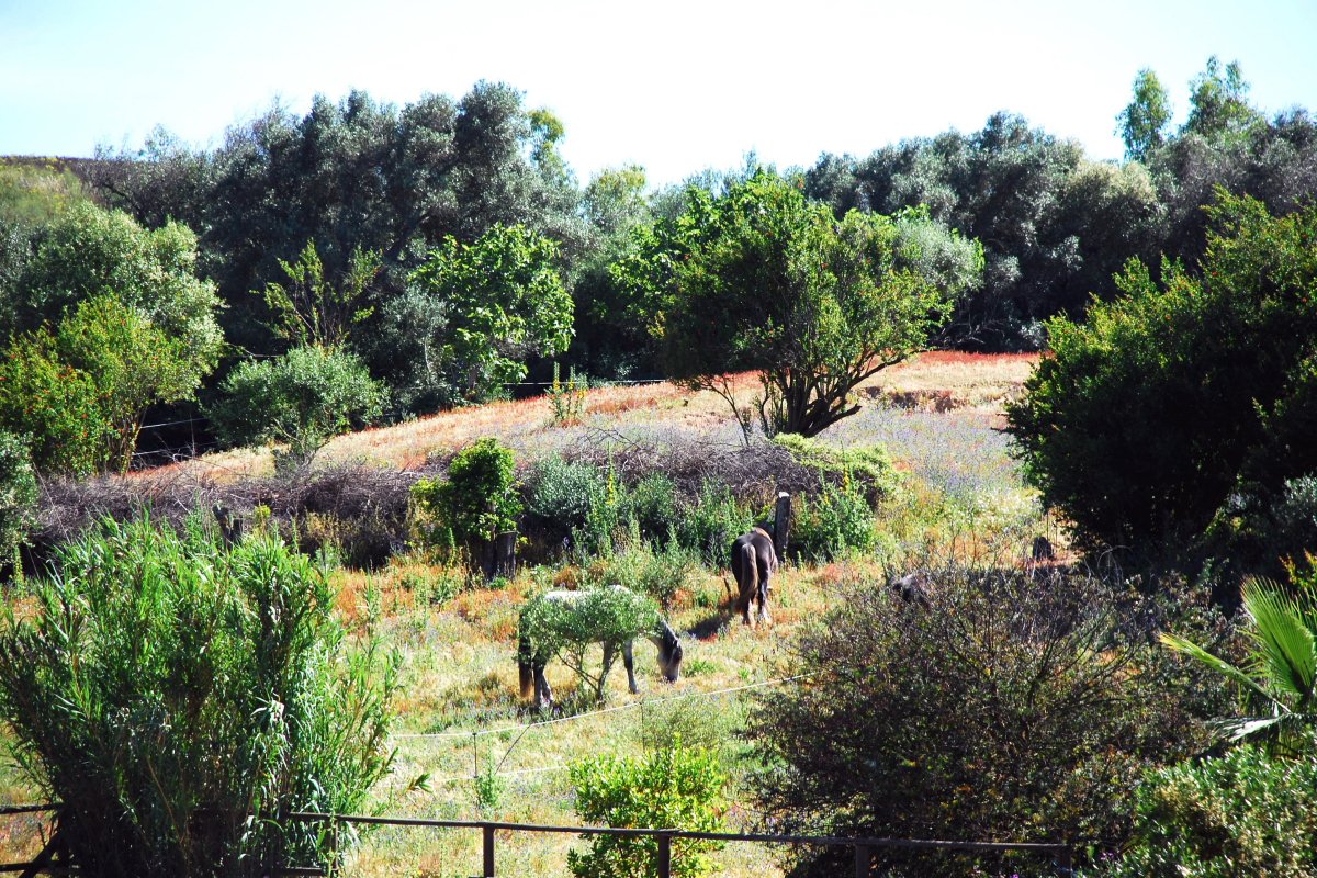 Andaluz Homes