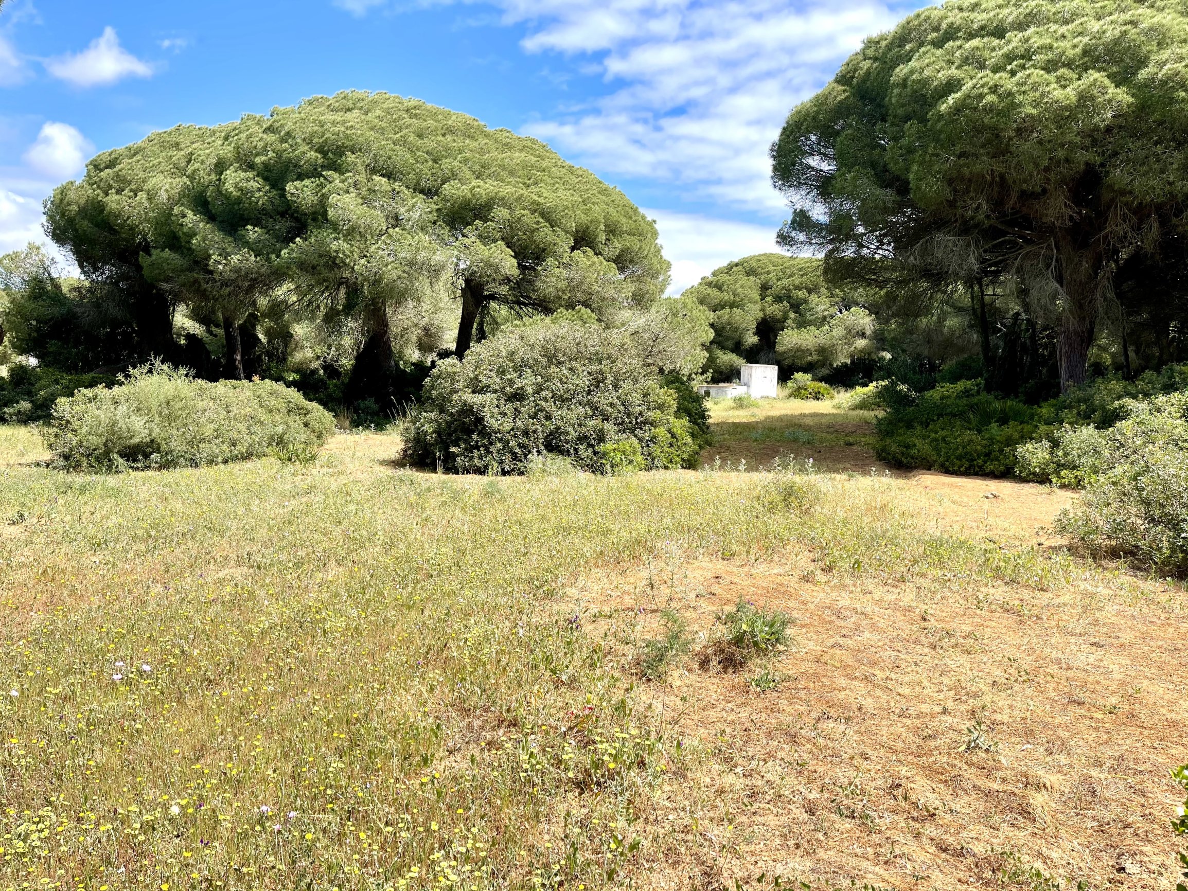 Andaluz Homes